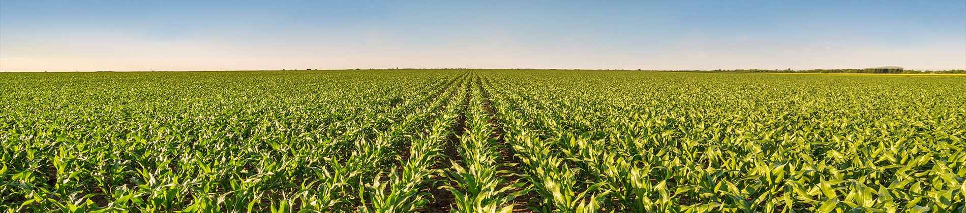 Agribusiness
